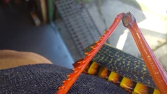 Phymateus morbillosus