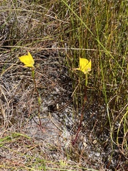 Disa tenuifolia