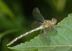 Hemigomphus heteroclytus