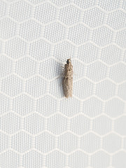 Ectomyelois ceratoniae