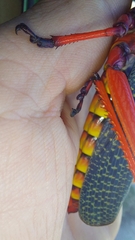 Phymateus morbillosus