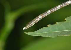 Hemigomphus heteroclytus