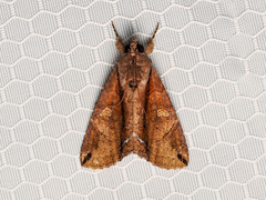 Ercheia cyllaria