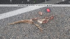 Varanus panoptes panoptes