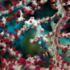 Hippocampus bargibanti
