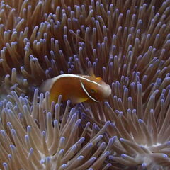 Amphiprion perideraion