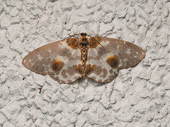 Abraxas amicula-illuminata