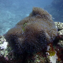 Heteractis magnifica