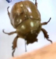Cyclocephala signaticollis