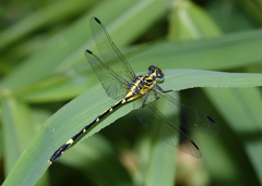 Austrogomphus amphiclitus