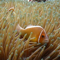 Amphiprion perideraion