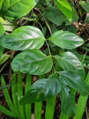 Polyscias diversifolia