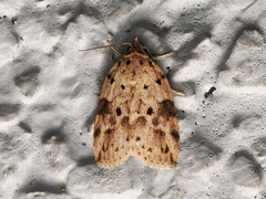 Giaura multipunctata