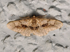 Psilalcis galsworthyi