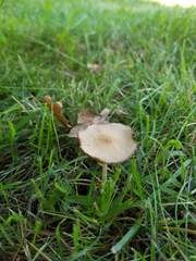 Candolleomyces candolleanus