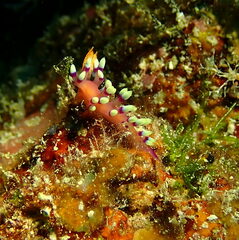 Coryphellina exoptata