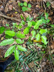Polyscias diversifolia