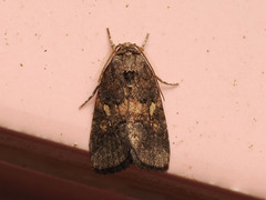 Spodoptera pectinicornis