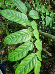 Polyscias diversifolia