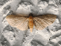 Eupithecia subtacincta