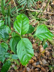 Polyscias diversifolia
