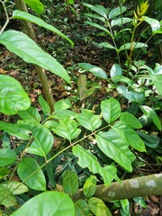 Polyscias diversifolia