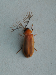 Stenocladius bicoloripes