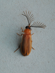 Stenocladius bicoloripes