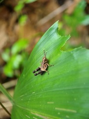 Traulia azureipennis