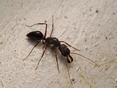 Odontomachus procerus