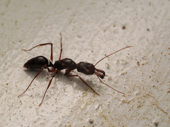 Odontomachus procerus