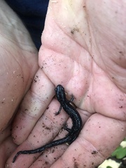 Plethodon mississippi