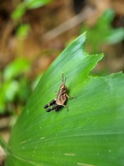 Traulia azureipennis