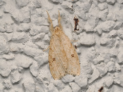 Calliteara angulata