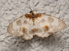 Abraxas amicula-illuminata