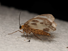 Abraxas amicula-illuminata