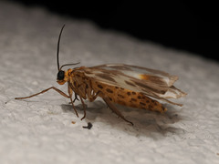 Abraxas amicula-illuminata