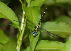 Austrogomphus amphiclitus