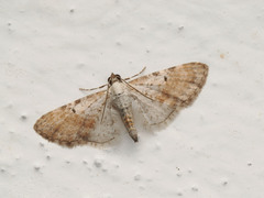 Eupithecia mundiscripta