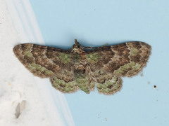 Gymnoscelis taprobanica