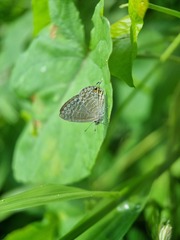 Catopyrops ancyra