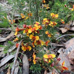 Dillwynia sericea