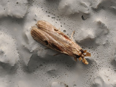 Pseudodavara haemaphoralis