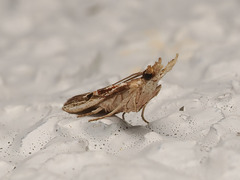 Pseudodavara haemaphoralis