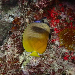 Chaetodon kleinii