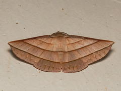 Sarcinodes aequilinearia