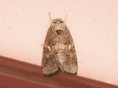 Spodoptera pectinicornis