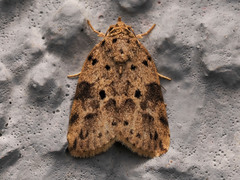 Giaura multipunctata