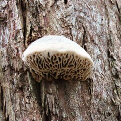 Hexagonia vesparia