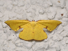 Corymica spatiosa